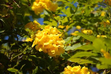 Karayip Trompet Ağacı çiçeğine (Tabebuia aurea)