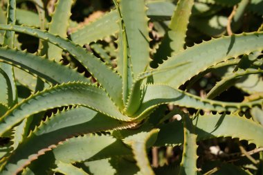 Koca Dikenli Teyze Vera Bitkisi