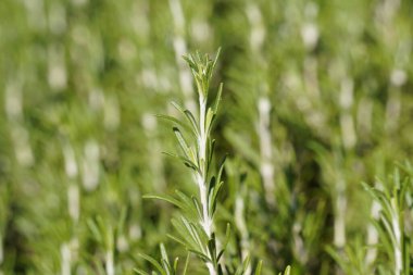 Taze biberiyeler bahçede yetişir, biberiyeler saksıda yetişir, doğal bitki yetiştirme bahçesinde.
