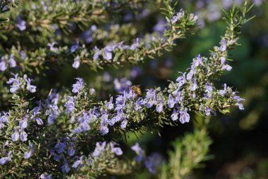 Parkta çiçek açan biberiye bitkilerinin yakın çekimi. Küçük mor çiçeklerle açan biberiye