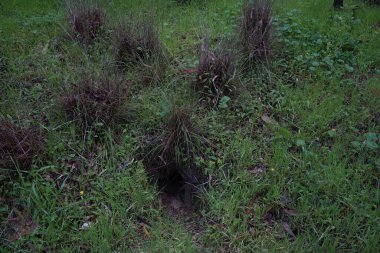 Tilki delikleri. Ormandaki tilki kolonisi. Vahşi hayvanlar diyarında büyük bir delik. Yeraltı geçitleri ve delikleri sistemi. Vahşi doğada tilki izleri