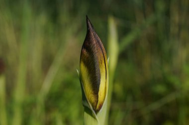 Sıkıca sarılmış zambak tomurcuğu ve yeşil sapı, makro, yakın plan.