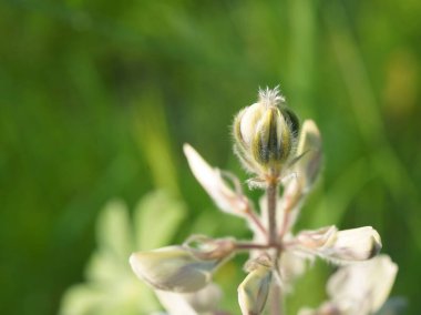 Taze bir lupin makrosu, kır çiçeği. Çiçekte bitkinin gövdesine uzanan bezelye yaprakları var..