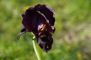 İsrail 'de Judean iris (iris atrofusca). Mor siyah süsen çiçekleri yakın.