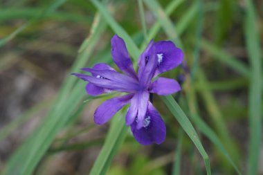 Heteranthera limosa or water hyacinth clipart