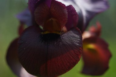 İsrail 'de Judean iris (iris atrofusca). Mor siyah süsen çiçekleri yakın.