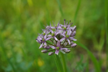 The purple flower of Allium ampeloprasum with an insect on it clipart