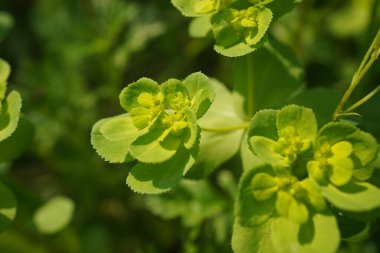 Yeşil Euphorbia helioskopisi. Yabani çiçekler. Üst görünüm