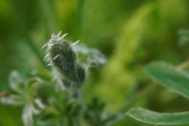 Mavi lupin çiçeğinin yeşil tomurcuğu - Latince adı Lupinus pilosus