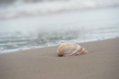 Plajdaki Pembe ve Beyaz Atlantik Dev Cockle en büyük sığlık su vanalarından biri..