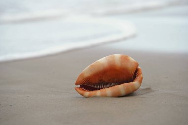 Bir Cowrie deniz kabuğuna (ya da Cowry kabuğu) yakın kumsalda yatan