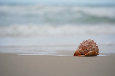 Bir Cowrie deniz kabuğuna (ya da Cowry kabuğu) yakın kumsalda yatan