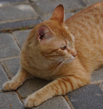 Kızıl kedi gri kaldırımda yatıyor. Kırmızı gözlü kedi.