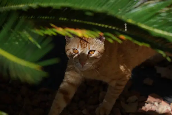 Red cat hiding in the jungle