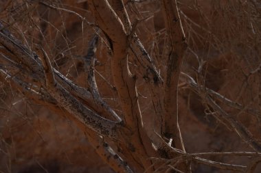Ulusal rezervdeki ağaçlar ve bitkiler - Eilat yakınlarındaki Kızıl Kanyon, güney İsrail