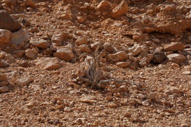 Eilat yakınlarındaki Kızıl Kanyon, İsrail 'in güneyindeki, ulusal doğa koruma alanında güzel bir manzara.
