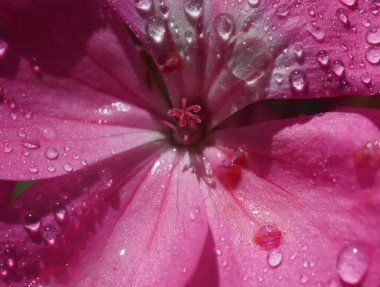 Geranium 'un pembe çiçeği, Pelargonium, Geraniaceae, yakın plan.