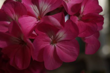 Geranium 'un pembe çiçeği, Pelargonium, Geraniaceae, yakın plan.