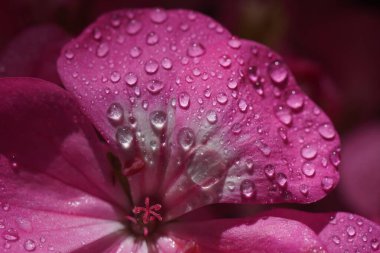 Geranium 'un pembe çiçeği, Pelargonium, Geraniaceae, yakın plan.