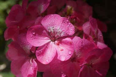 Geranium 'un pembe çiçeği, Pelargonium, Geraniaceae, yakın plan.