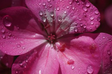 Geranium 'un pembe çiçeği, Pelargonium, Geraniaceae, yakın plan.