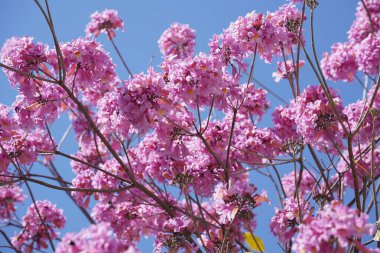 Pink trumpet tree (Handroanthus impetiginosus). Tabebuia rosea is a Pink Flower neotropical tree in the park. Blooming in spring season. clipart