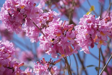 Pembe trompet ağacı (Handroanthus impetiginosus). Tabebuia rosea parktaki bir Pembe Çiçek neotropik ağacıdır. Bahar mevsiminde açan.