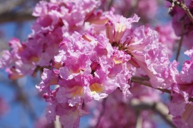 Pembe trompet ağacı (Handroanthus impetiginosus). Tabebuia rosea parktaki bir Pembe Çiçek neotropik ağacıdır. Bahar mevsiminde açan.