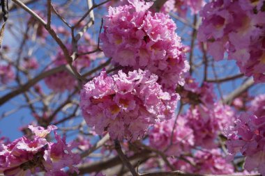 Pembe trompet ağacı (Handroanthus impetiginosus). Tabebuia rosea parktaki bir Pembe Çiçek neotropik ağacıdır. Bahar mevsiminde açan.