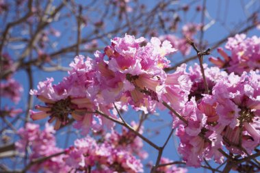 Pembe trompet ağacı (Handroanthus impetiginosus). Tabebuia rosea parktaki bir Pembe Çiçek neotropik ağacıdır. Bahar mevsiminde açan.