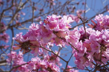 Pink trumpet tree (Handroanthus impetiginosus). Tabebuia rosea is a Pink Flower neotropical tree in the park. Blooming in spring season. clipart