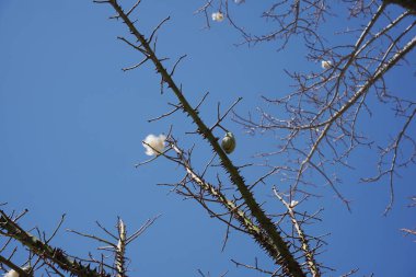 İpek diş ipi dalı, egzotik bir ağaç, Ceiba Specosa. Birçok dikenle kaplı kori ağacı kabuğu