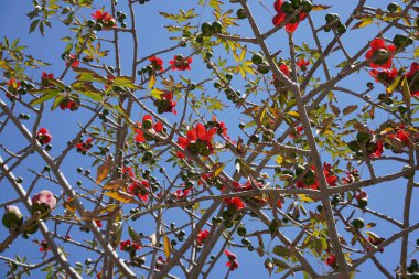 Bombax Ceiba (Lat. - Bombax ceiba) veya Cotton Tree. İsrail parkında ipek pamuk ağacı çiçeği.