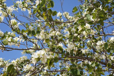 İsrail'de açan bauhinia purpurea ağaç
