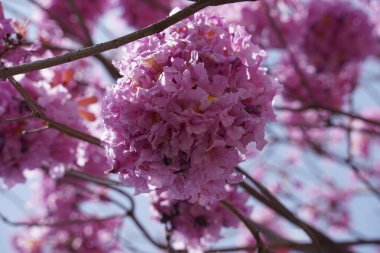 Pembe trompet ağacı (Handroanthus impetiginosus). Tabebuia rosea parktaki bir Pembe Çiçek neotropik ağacıdır. Bahar mevsiminde açan.