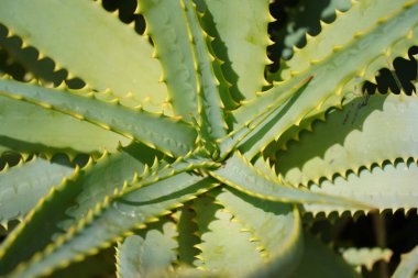 Aloe Vera, güneşli bir günde tropikal yeşil bitkileri terk eder.