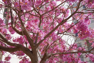 Pembe trompet ağacı (Handroanthus impetiginosus). Tabebuia rosea parktaki bir Pembe Çiçek neotropik ağacıdır. Bahar mevsiminde açan.
