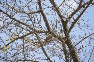 A branch of a silk floss tree,an exotic tree Ceiba speciosa. Chorisia tree bark covered with many thorns clipart