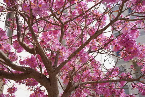stock image Pink trumpet tree (Handroanthus impetiginosus). Tabebuia rosea is a Pink Flower neotropical tree in the park. Blooming in spring season.