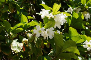 Beaumontia grandiflora, Paskalya zambağı, habercinin trompeti, ya da bahçede Nepal trompet çiçeği