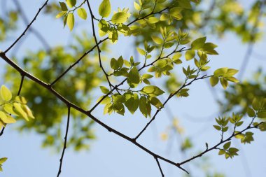 Çin böğürtlen ağacı dalları ve yaprakları (Kelt sinensis )