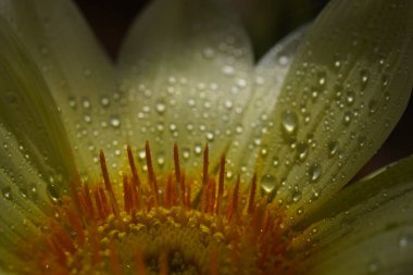 Beyaz Gerbera Çiçeği veya Afrikalı Papatya Çiçeğinin Yakın Çekimi