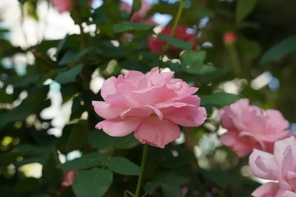 Крупним Планом Рожева Англійська Роза Королева Єлизавета Квітуча Троянда Стокове Фото