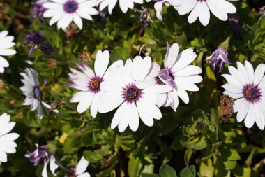 Pembe mor merkezli güzel beyaz Gerbera çiçekleri.