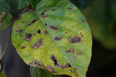 Böcek çiğnenmiş yaprağı yakından çek. Böcekler tarafından yenen bitki yaprakları.