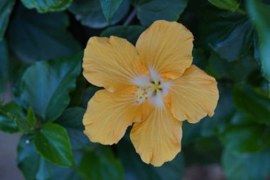 Ayakkabı Çiçeği, Hibiscus, Bahçede Çin gülü.