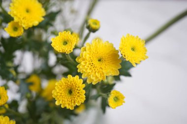 Bahçede renkli sarı kasımpatı çiçeği açar..