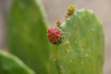 Opuntia Ficus Indica, dikenli armut. Olgun portakal ve kaktüsten yapılmış sarı meyveler ve iğneli yeşil kalın yapraklar. Yenilebilir meyveleri olan bir kaktüs türü..