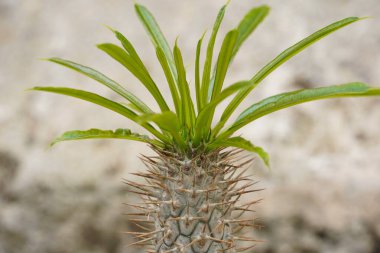 Pachypodium Lamerei bitkileri Yeşil Madagaskar Palmiyesi yaprakları Bahçede dikenli kökler