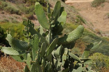 Kaktüs inciri (Opuntia, Hint incir opuntia ficus-indica) meyve ile